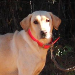 Gabby - Labrador Retriever