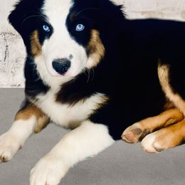 Tulip-full tail and blue eyes! - Black tri-color Australian Shepherd puppy in Penrose, Colorado from Best Friend Aussies