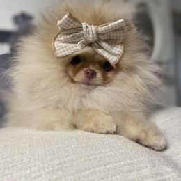 Pomeranian Puppies from Strawberry Pom Poms