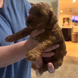 Girl 2 - Red  female Goldendoodle puppy in Richmond, Texas from Harper’s Heartbeats