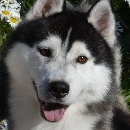 Siberian Husky All Grown Up from Shawna Wells