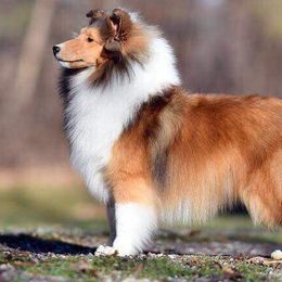 Shetland Sheepdogs from Cielito Lindo Shelties