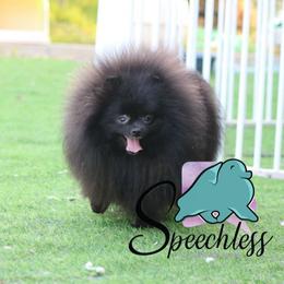 Luna - Pomeranian