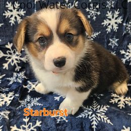 Starburst - Black and tan Pembroke Welsh Corgi puppy in Kiowa, Colorado from Cool Water Corgis LLC