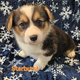 Starburst - Black and tan Pembroke Welsh Corgi puppy in Kiowa, Colorado from Cool Water Corgis LLC