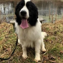 Newfoundland All Grown Up from Ebb Tide Kennels and Stables