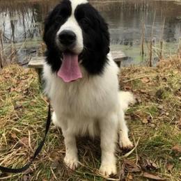 Newfoundland All Grown Up from Ebb Tide Kennels and Stables
