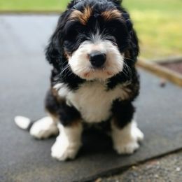Bernedoodle and Double Doodle Puppies from Cloud Nine Doodles
