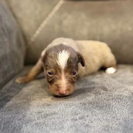 Bourbon - Red merle male Miniature Australian Shepherd puppy in Oronogo, Missouri from Dutton's Show Me Farms