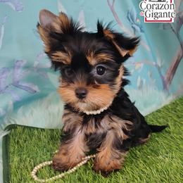 Hyacinth Bridgerton - Black and tan female Yorkshire Terrier puppy in California from Corazon de gigante