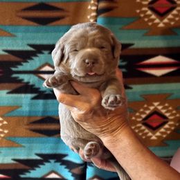 Liberty (red collar) - Silver female Dilute Retriever puppy in Bandera, Texas from The Sugar & Spice Ranch Labrador Retrievers