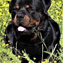 Rottweiler All Grown Up from Cross O Ranch Rottweilers