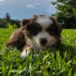 Phoenix - Red tri male Toy Australian Shepherd puppy in Jacksonville, Florida from The Stanley's Little Aussies