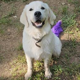 Cricket - Golden Retriever