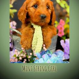 Bernedoodle, Goldendoodle, Golden Retriever, and Poodle Puppies from Red String Farmstead