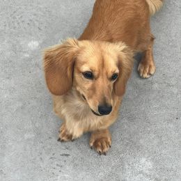 Carmel - Dachshund