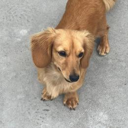 Carmel - Dachshund