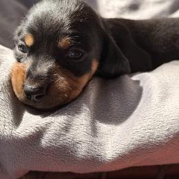 Red flower - Black and tan male Dachshund puppy in Cleburne, Texas from Powers English Springer Spaniels
