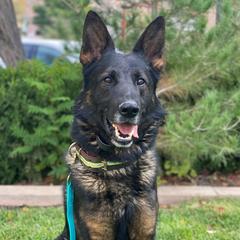 Exon - German Shepherd
