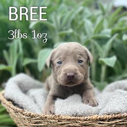 Bree - Silver female Dilute Retriever puppy in Puyallup, Washington from 12 Door Farm Labradors