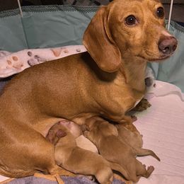 Dachshund puppies from Reed's Radiant Dogs
