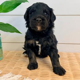 Sprout - Phantom male Goldendoodle puppy in Livermore, Colorado from Heritage Hills Family Doodles