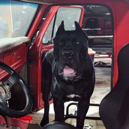 Draygo - Cane Corso