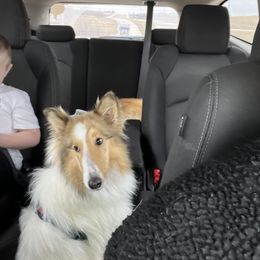 Collie Puppies from Lakeside Collies