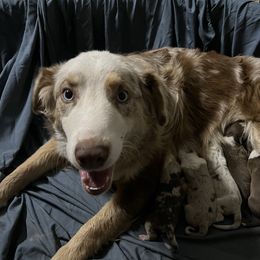 Ruby - Australian Shepherd