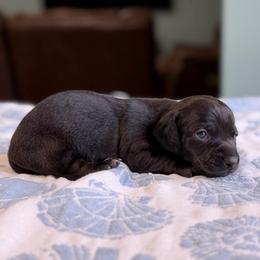 Midnight (CKC) - Black male Dachshund puppy in Live Oak, Florida from Johnson’s Weiner Farm