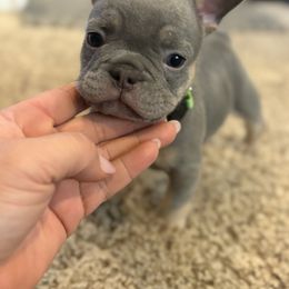 Hank - Blue fawn male French Bulldog puppy in Redmond, Oregon from Ballen Bulldogs