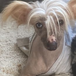 Ringo  - Chinese Crested