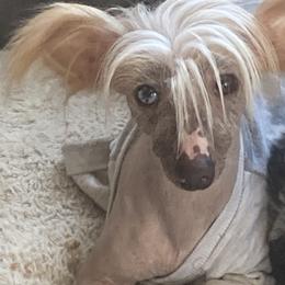 Ringo  - Chinese Crested