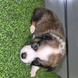Courage - Red male Toy Australian Shepherd puppy in Humansville, Missouri from Tater Tot aussies