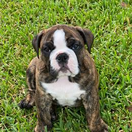 Donna Sheridan - Lime Collar - Red brindle and white female Bulldog puppy in Krum, Texas from K & K Little Blessings