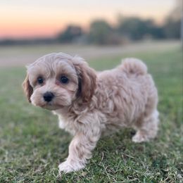 Snoopy - Cream male Maltipoo puppy in Springtown, Texas from North Texas Puppies
