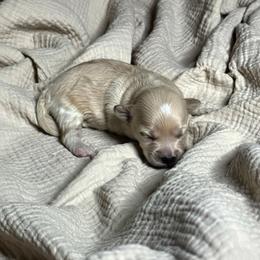 Girl 2 - female Cavapoochon puppy in Mt. Pleasant, Iowa from Platinum Premier Puppies