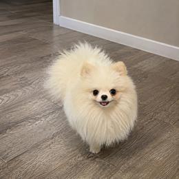 Pomeranian All Grown Up from D’ Pomlovers