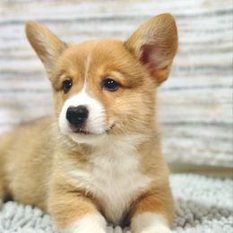 Victory - Sable male Pembroke Welsh Corgi puppy in Adairsville, Georgia from Ingram's Corgis