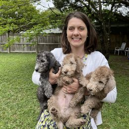 Bedlington Terrier Puppies from Kadence Kennels