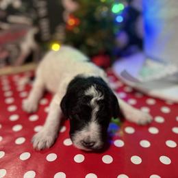 Bernedoodle and Double Doodle Puppies from ETX Dandy Doodle