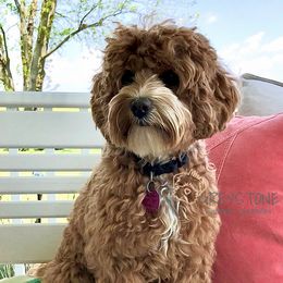 Mia - Australian Labradoodle