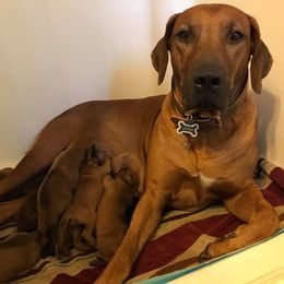 Rhodesian Ridgebacks from JA Rhodesians