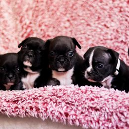 French Bulldog Puppies from FrenchieBnB
