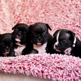 French Bulldog Puppies from FrenchieBnB