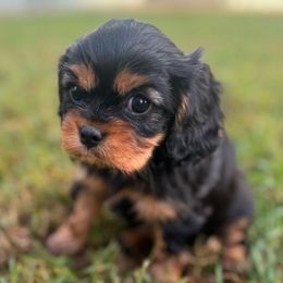 Girl 1 - Black and tan female Cavalier King Charles Spaniel puppy in Wilton, California from Becky's Cavalier King Charles Spaniels