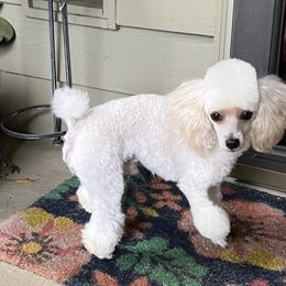 Marcel - Poodle
