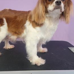 Tater - Cavalier King Charles Spaniel