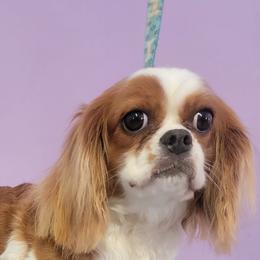 Tater - Cavalier King Charles Spaniel
