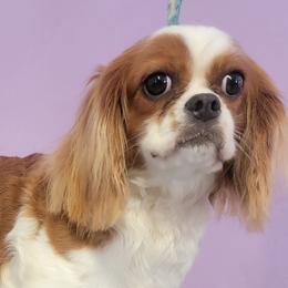 Tater - Cavalier King Charles Spaniel